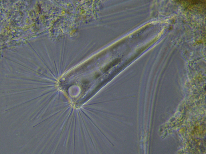 Fotocamera ad alta Velocità MikroCamII 0.4 UHSP BRESSER per Microscopi